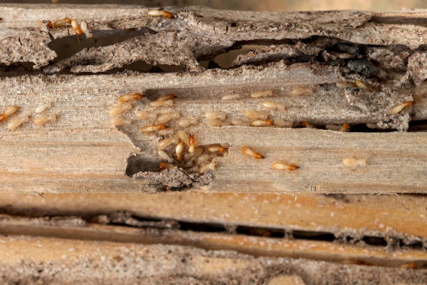 Best Pest Prevention Services  in New York Mills, MN